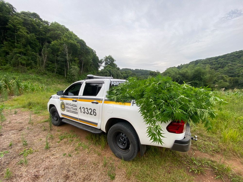  Mulher é presa com 140 pés de maconha e galos de rinha 