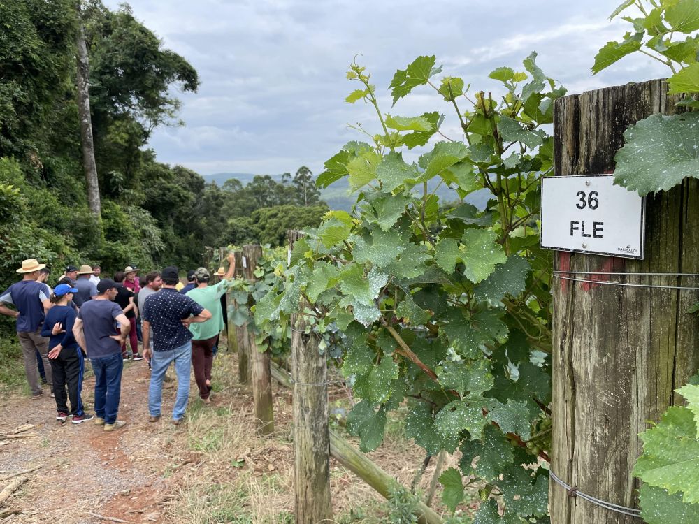  Vinícola Garibaldi compartilha vinhedo experimental com cooperados