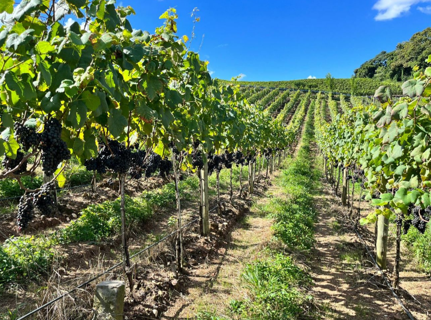 As primeiras uvas em Espaldeiras começam a ser colhidas