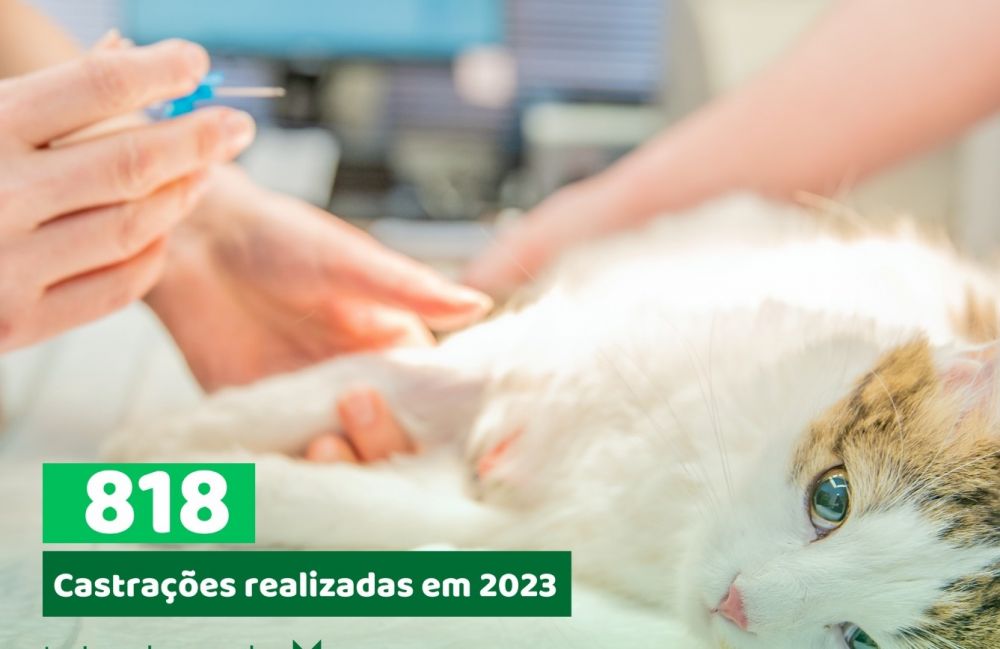  Mais de 800 animais foram castrados em Garibaldi em 2023