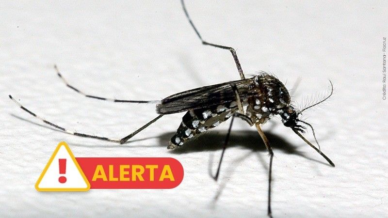 Caso importado de Dengue é registrado em Carlos Barbosa