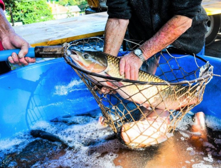  Inscrições para Feira do Peixe encerram nesta quinta