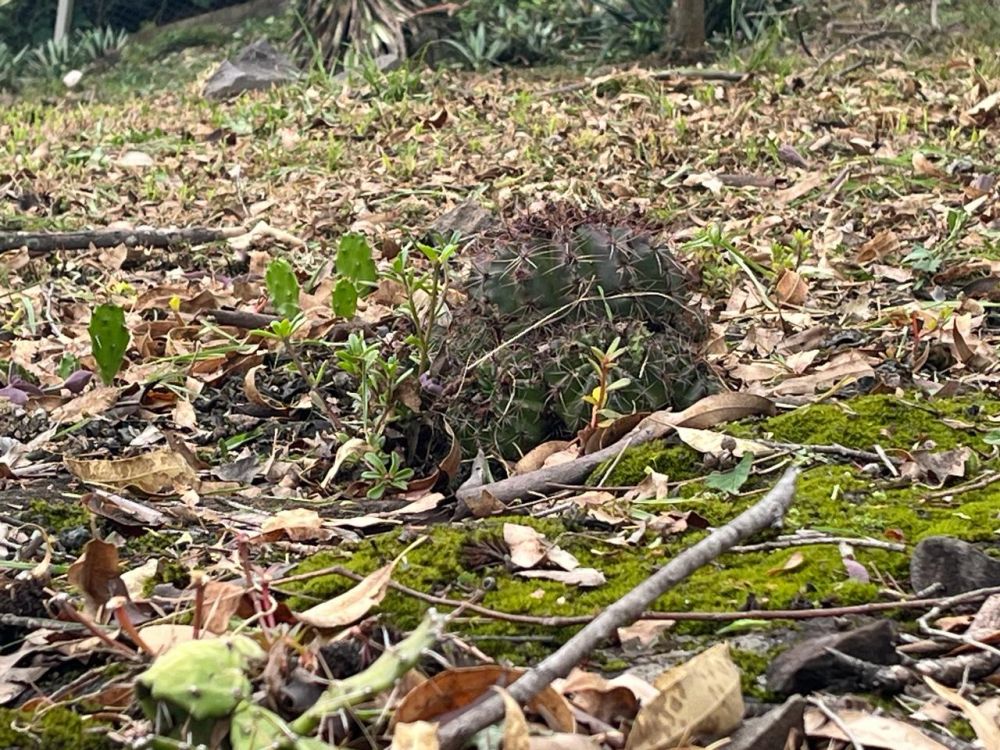 Reserva rara de cactos Büneker em Garibaldi vai receber melhorias