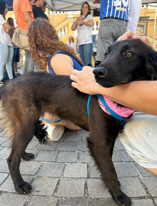  Mais de 10 animais são adotados no Bento Pet