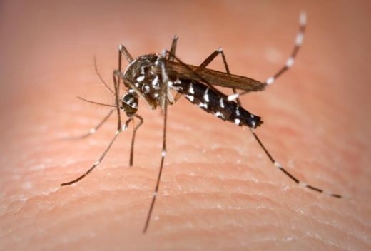 Vigilância Ambiental faz levantamento de focos da dengue em Garibaldi