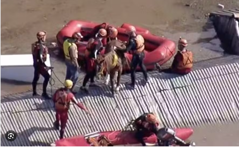 Cavalo ilhado em telhado de Canoas é resgatado