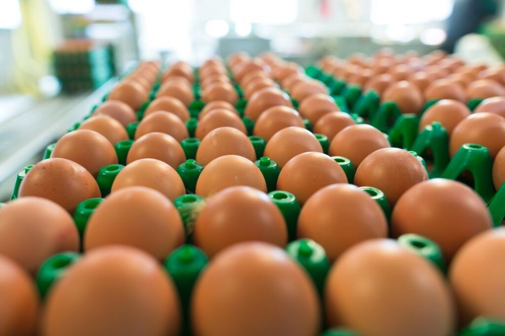 Preço do ovo dispara e consumidores pagam até 50% a mais pelo produto