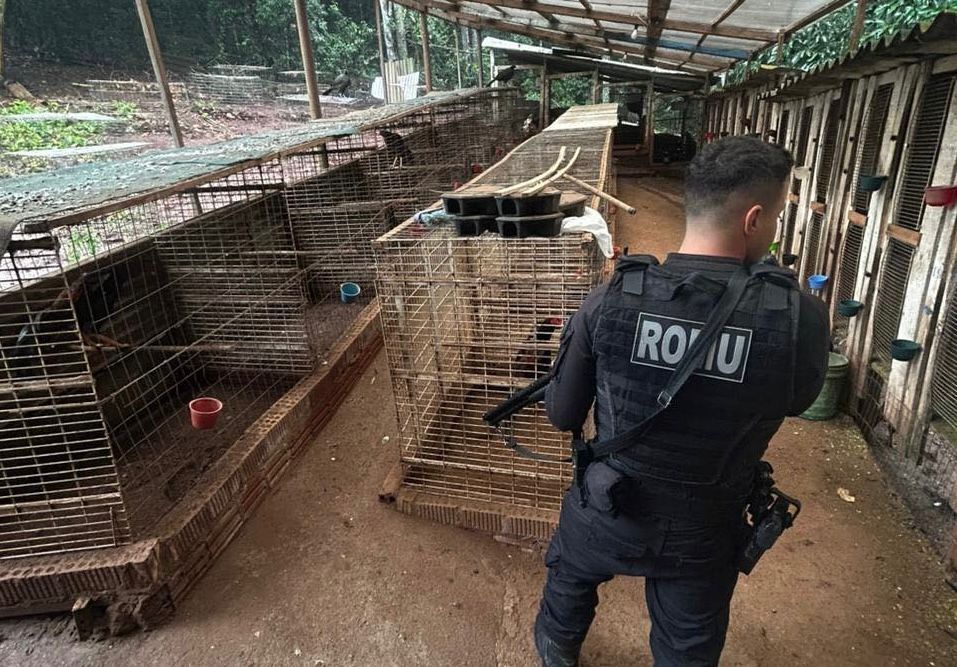 Polícia Civil investiga rinha de galos no interior de Bento Gonçalves