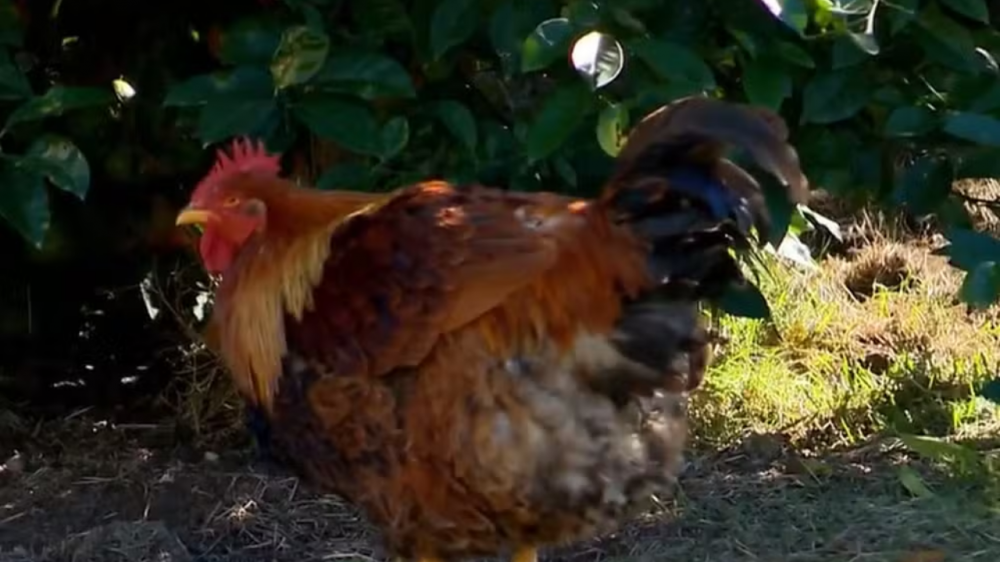 Galinha "Vira Galo" após passar por rara reversão sexual no Rio Grande do Sul