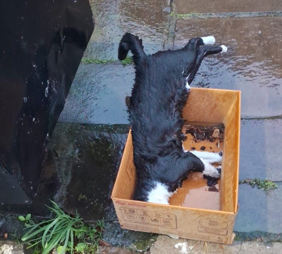 Animais mortos são jogados em lixeiras próximas ao hospital São Pedro