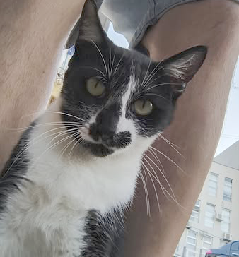 Dono do gato encontrado morto em lixeira denuncia envenenamento
