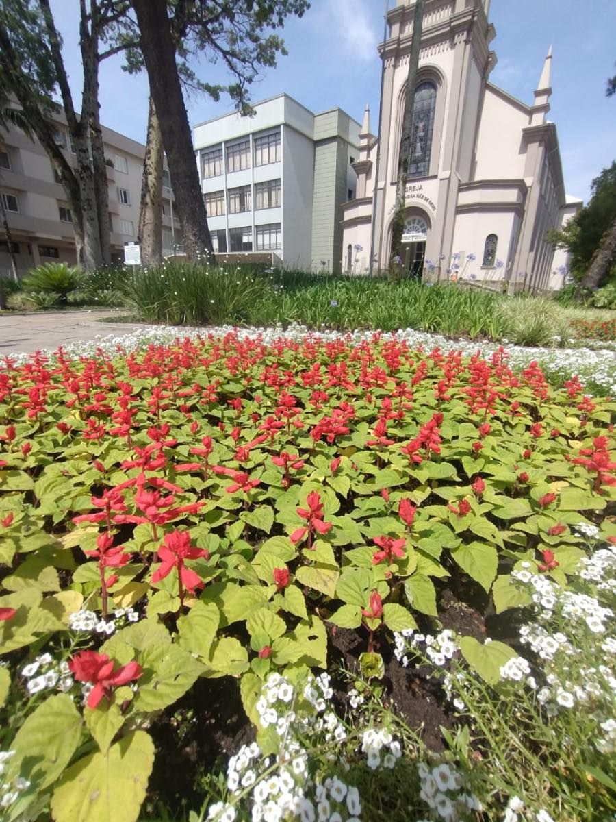 Mais de 7 mil novas mudas de flores são plantadas em vários pontos de  Carlos Barbosa