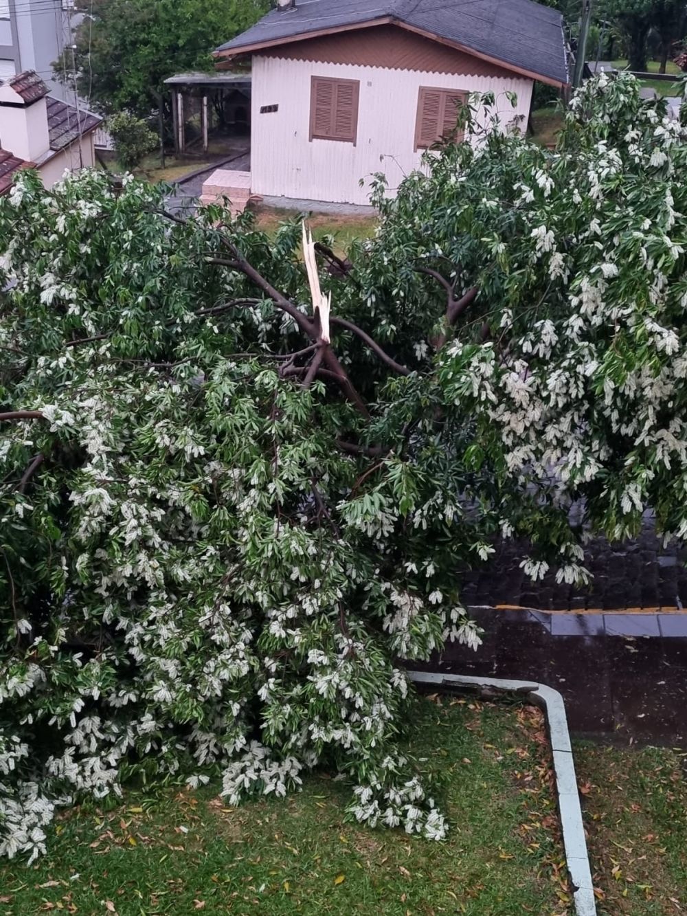 Temporal arranca árvores, derruba postes e deixa Garibaldi às escuras