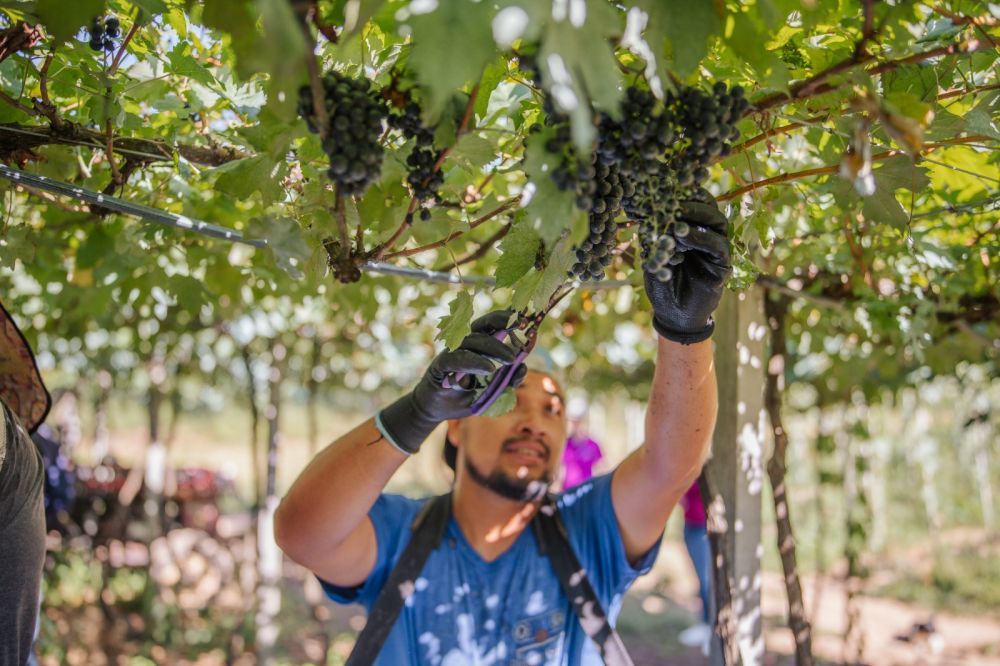 Safra inicia e Vinícola Garibaldi projeta mais de 30 mil toneladas de uvas