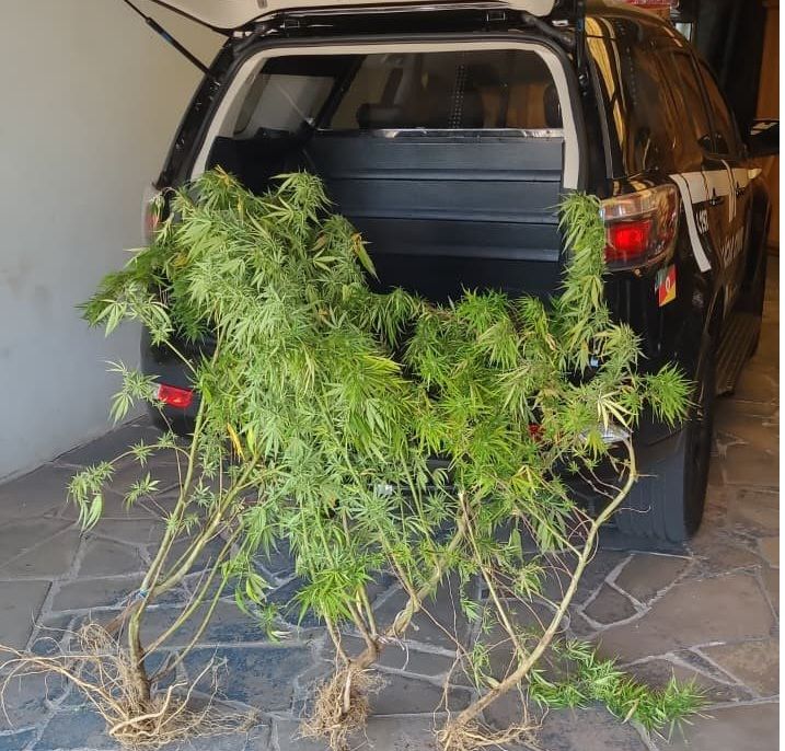 Foragido é preso  em Carlos Barbosa com “jardim particular” de maconha