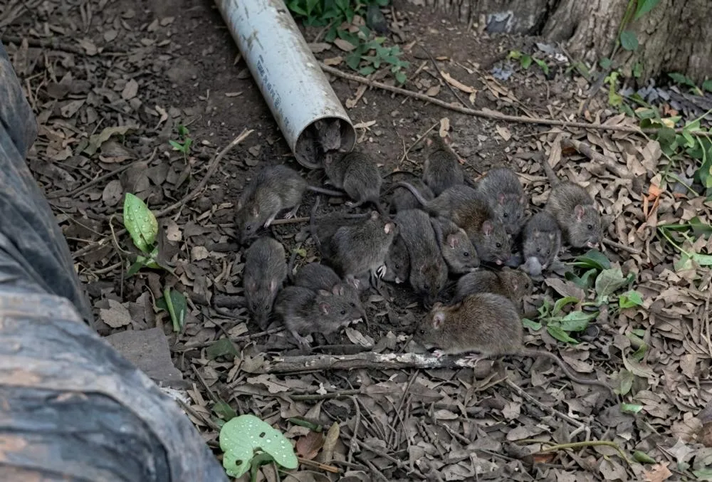 Infestação de ratos destrói calçada e apavora moradores em Bento Gonçalves