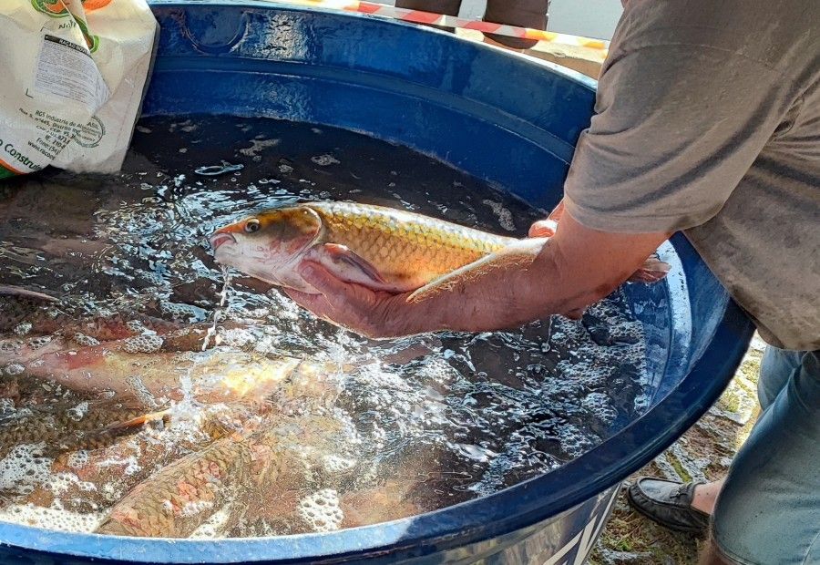 Carlos Barbosa se prepara para a venda de Peixe Vivo na Feira do Produtor Rural