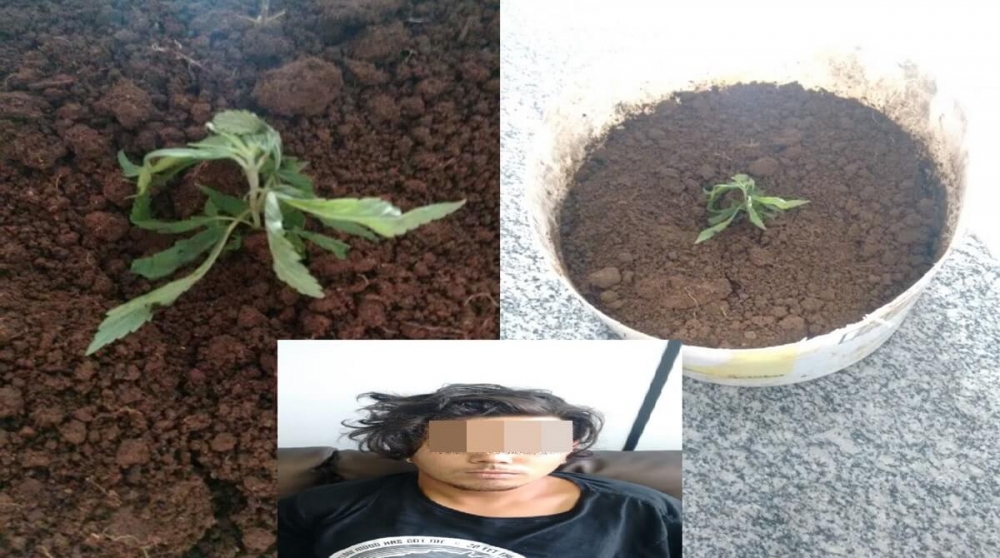 Jovem é preso por cultivar pés de maconha em bairro de  Carlos Barbosa