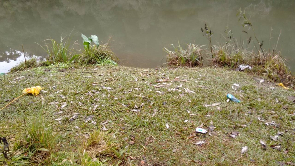 Centenas de peixes são encontrados mortos na barragem da Julieta em Farroupilha