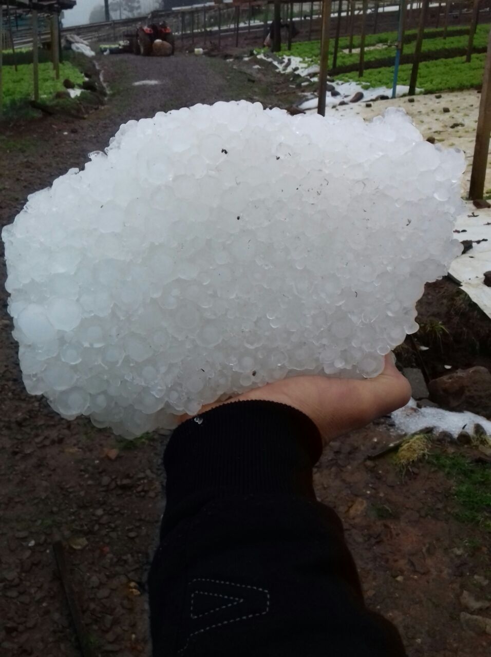 Granizo causa prejuízo em estufas de hortaliças e verduras em Garibaldi