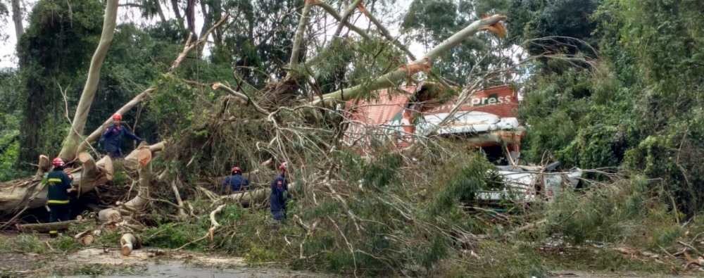 Árvore cai sobre caminhão e mata motorista na BR-470 em Bento