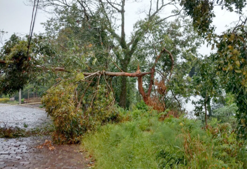 Temporal causa queda de árvore em fios de luz em Bento Gonçalves