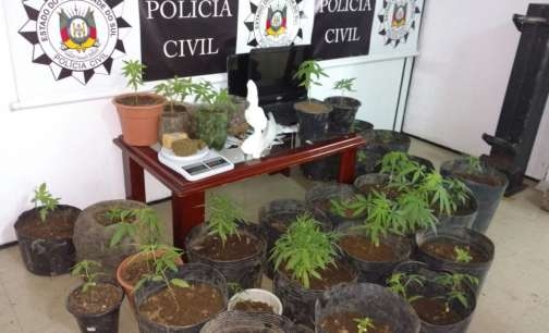 Polícia estoura ponto de tráfico em Farroupilha e encontra estufa com 35 pés de maconha