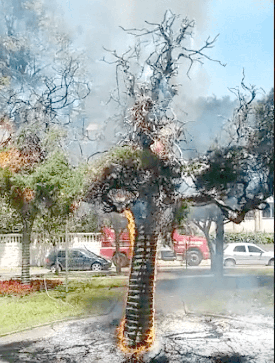 Praça da Matriz tem árvores atingidas pelo fogo