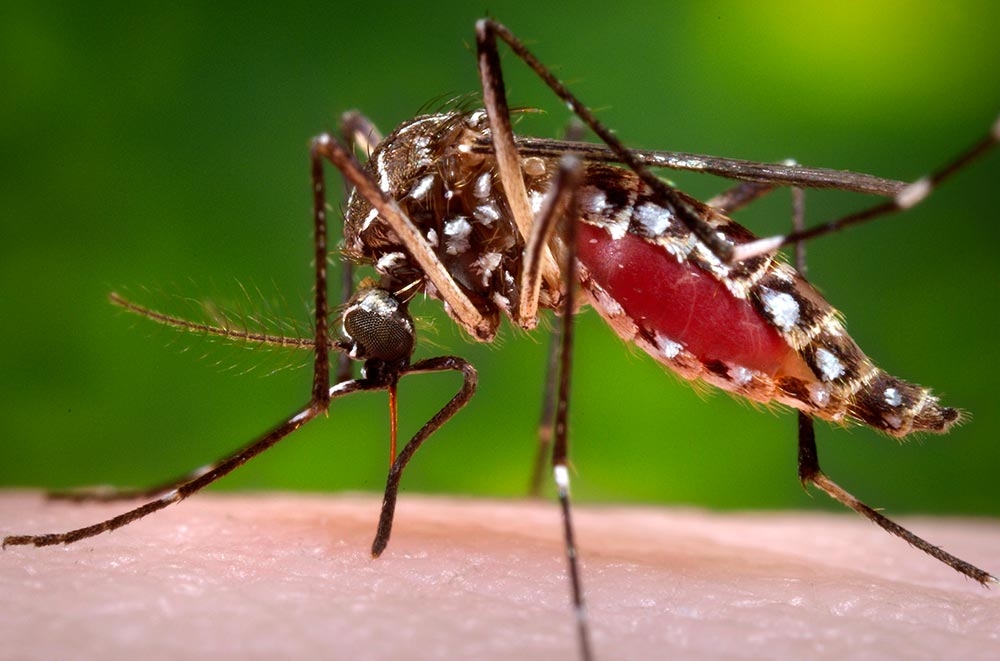 Campanha de prevenção ao Aedes Aegypti em Carlos Barbosa