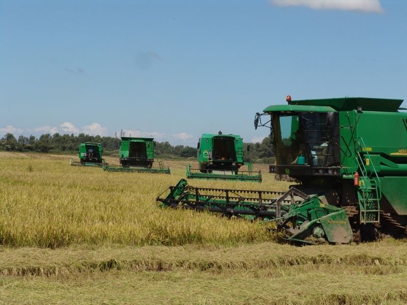 Tempo deve favorecer desenvolvimento do arroz no início