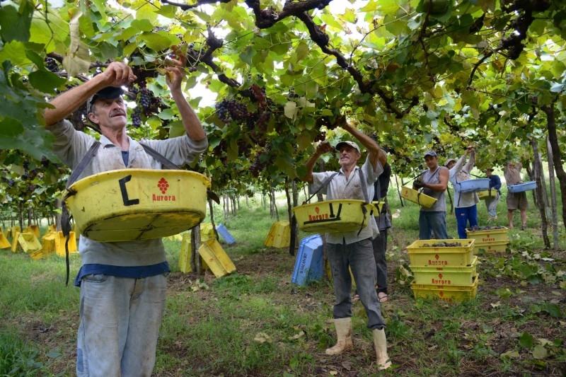    Safra da uva projeta colheita de 790 mil toneladas da fruta