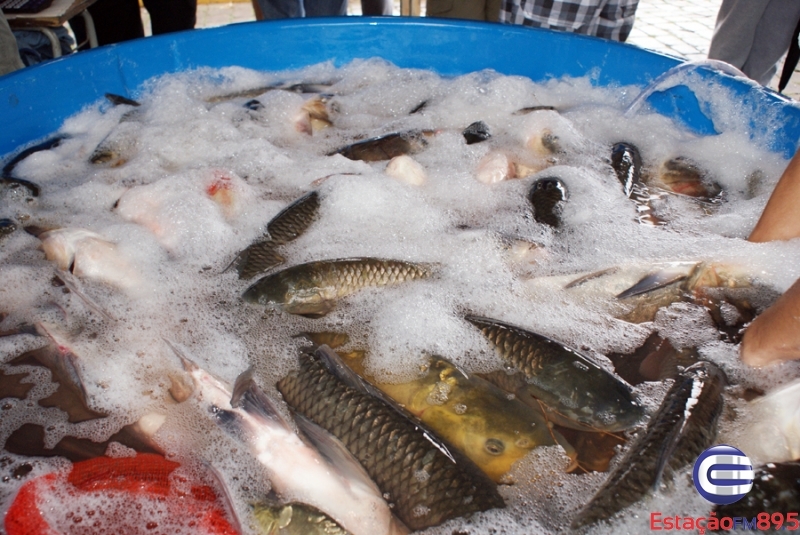 Feira do Peixe Vivo 