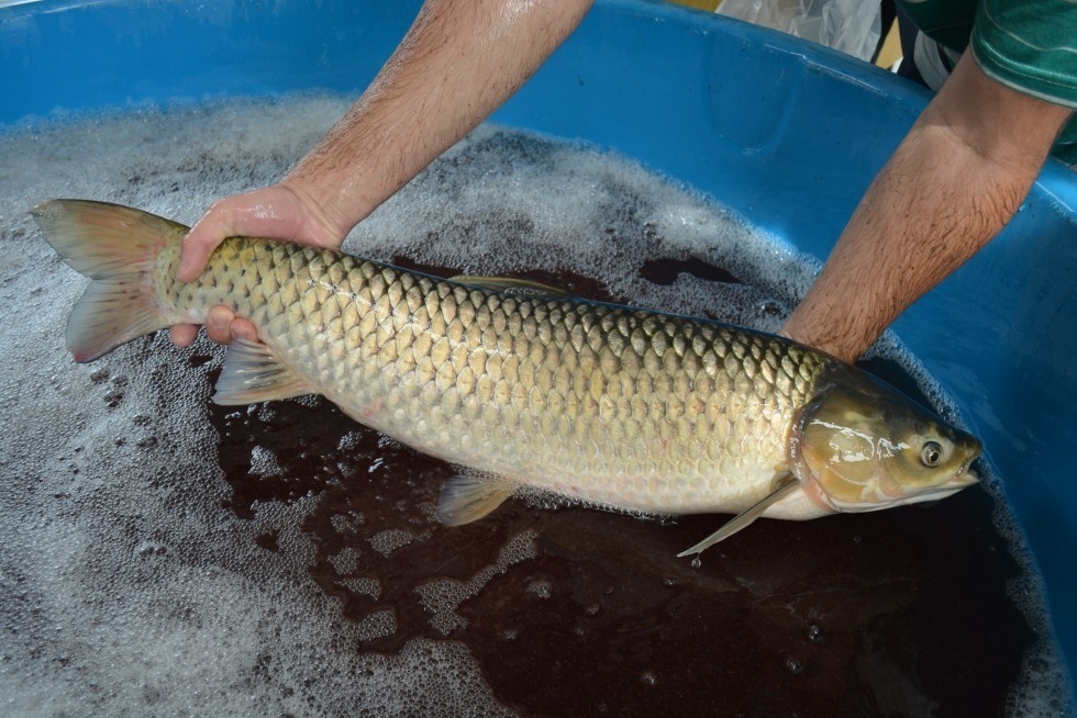 Neste sábado tem feira do peixe vivo em Carlos Barbosa   