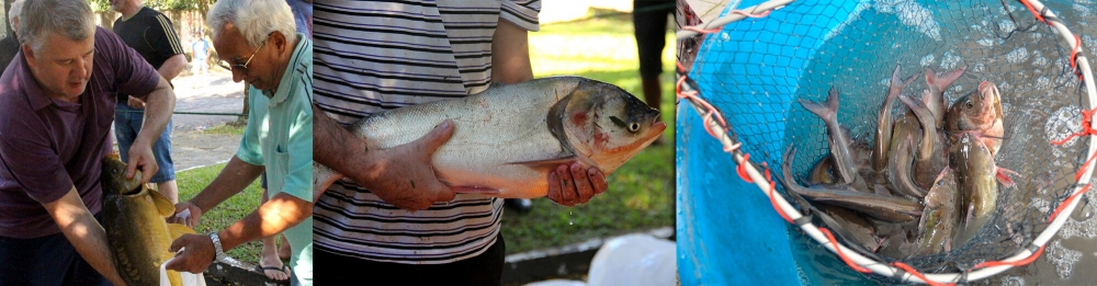 Feiras do Peixe Vivo em Carlos Barbosa, Garibaldi, Bento e Farroupilha