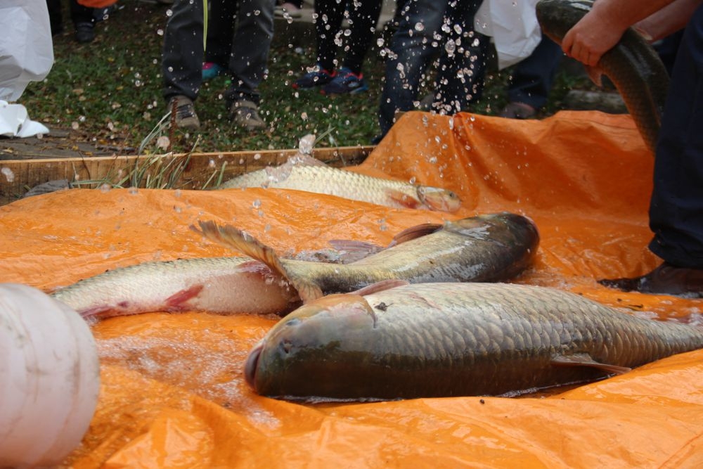 Feira do Peixe Vivo comercializa três toneladas de pescados em Garibaldi