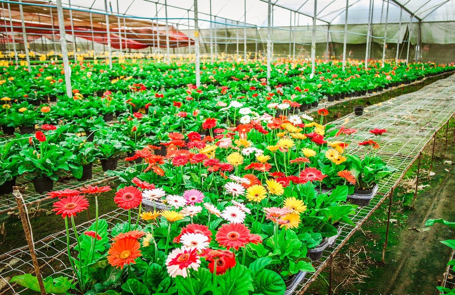 Carlos Barbosa sedia o 4º Encontro Estadual de Floricultura