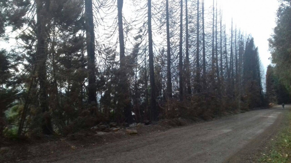 Fogo em mato destrói mais de 50 árvores no interior de Farroupilha