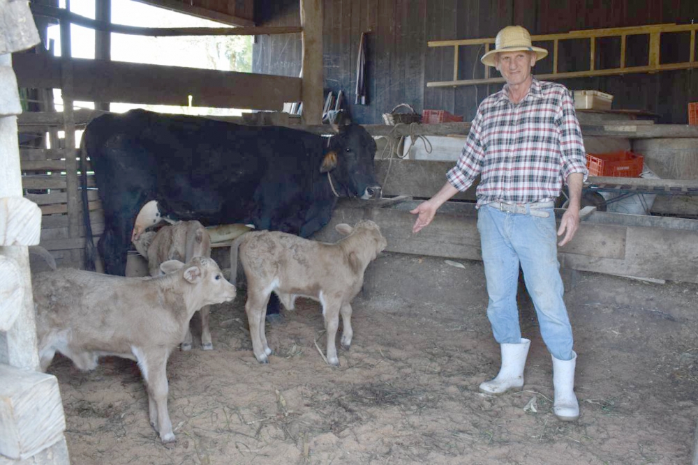 Em caso raro, vaca dá à luz bezerras trigêmeas no interior de Farroupilha