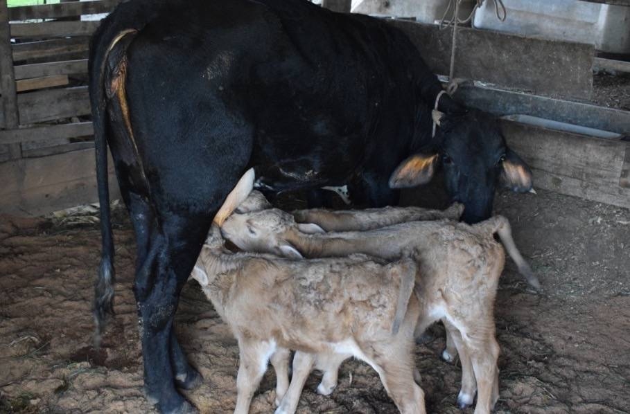 Em caso raro, vaca dá à luz bezerras trigêmeas no interior de Farroupilha