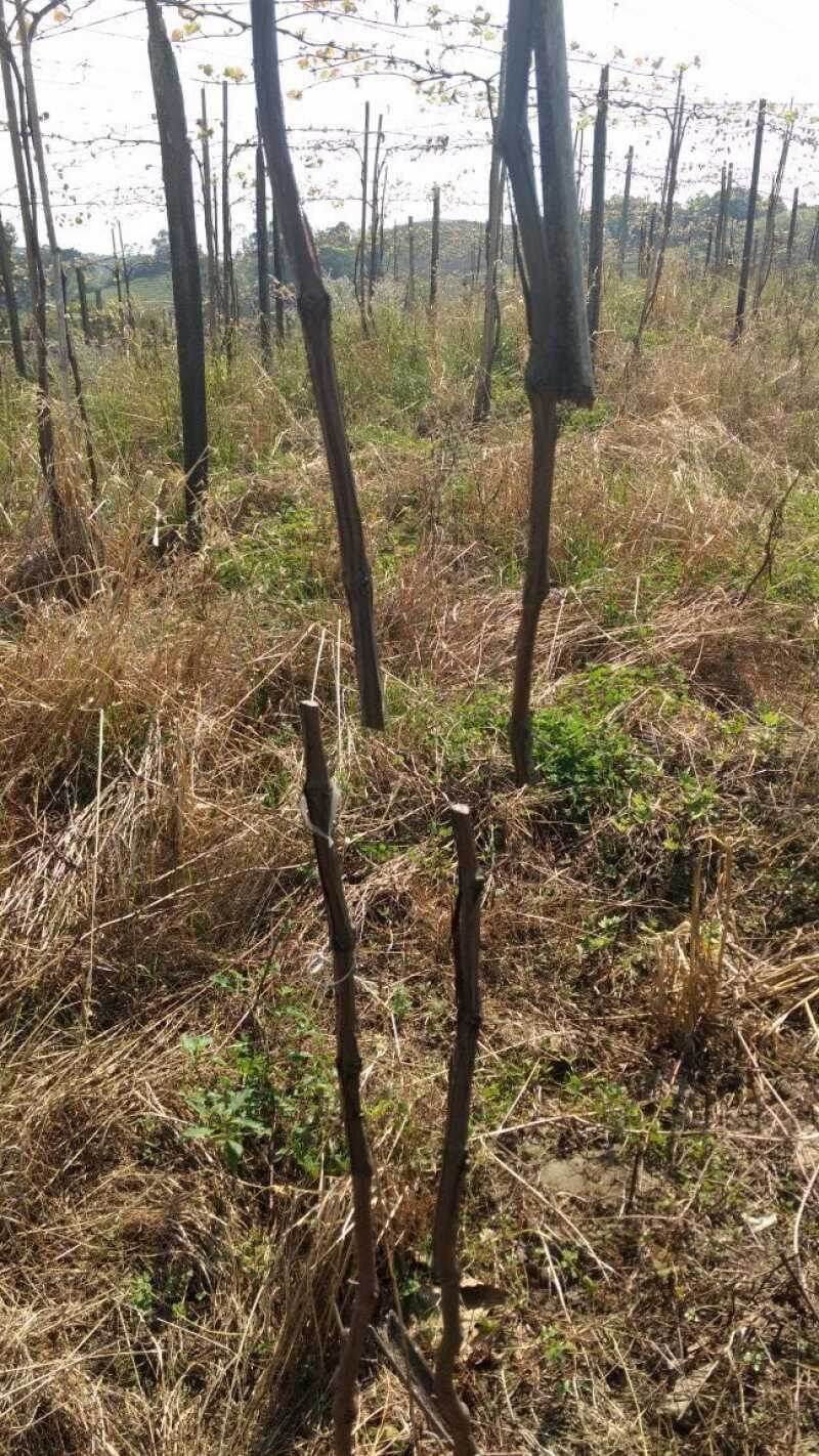 Vândalos danificam mais de mil pés de parreiras em Monte Belo do Sul