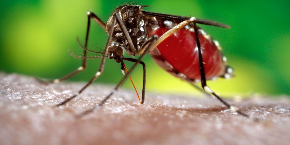 Vigilância Sanitária em alerta contra dengue