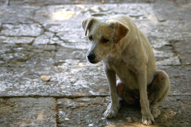 Mais de 300 animais foram abandonados em Carlos Barbosa e Garibaldi neste ano