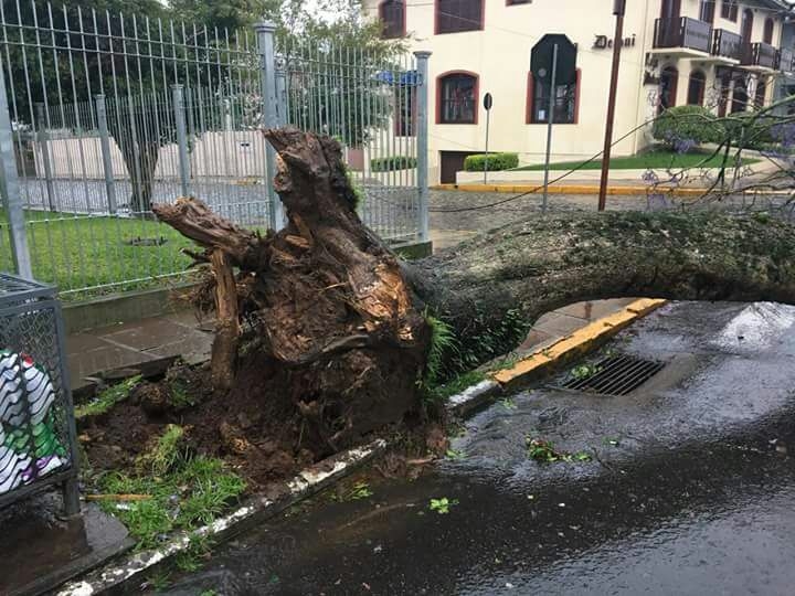 Temporal causa destelhamentos e quedas de árvores na região