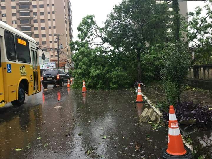 Temporal causa destelhamentos e quedas de árvores na região