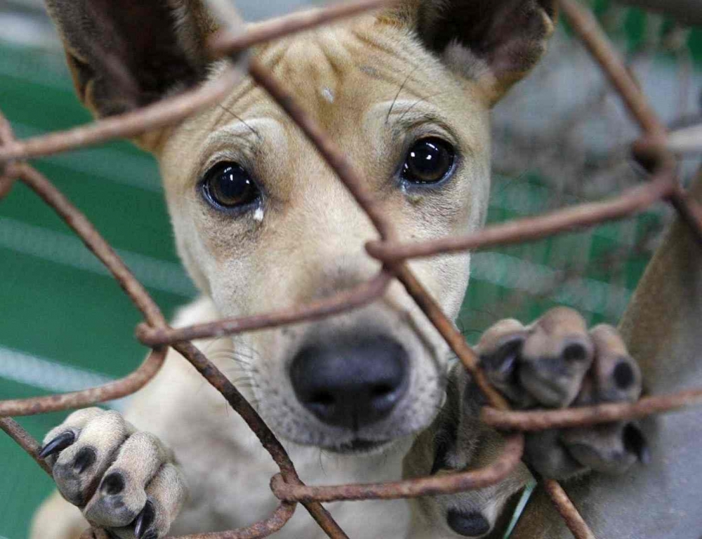 No mês de outubro, cerca de um animal por dia foi abandonado em Garibaldi 