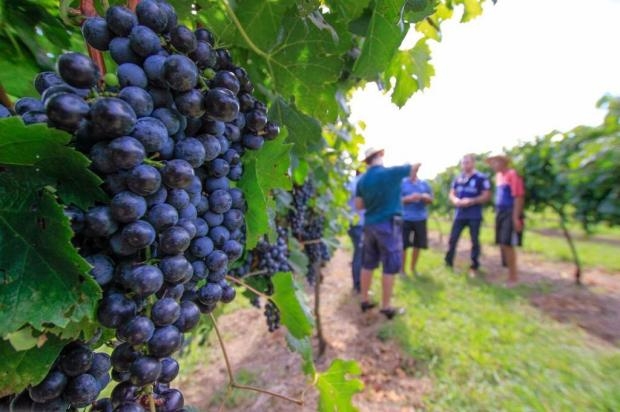 Novembro mais seco é bom para a agricultura  