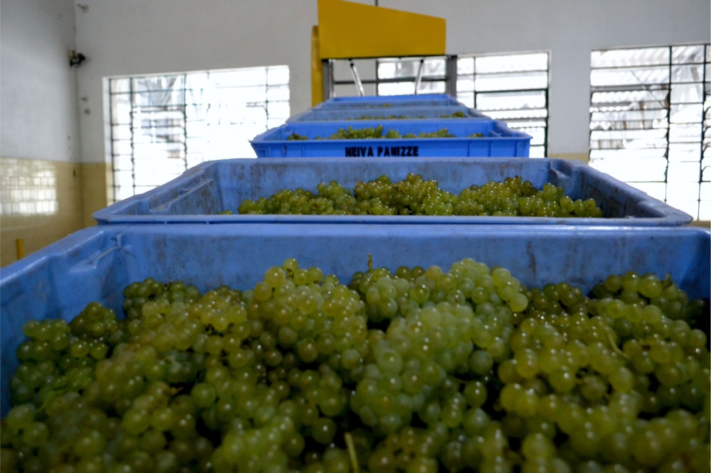Vinícola Garibaldi projeta safra de 19 milhões de quilos de uva