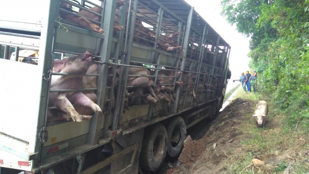 Caminhão transportando suínos tomba na BR 470 em Garibaldi