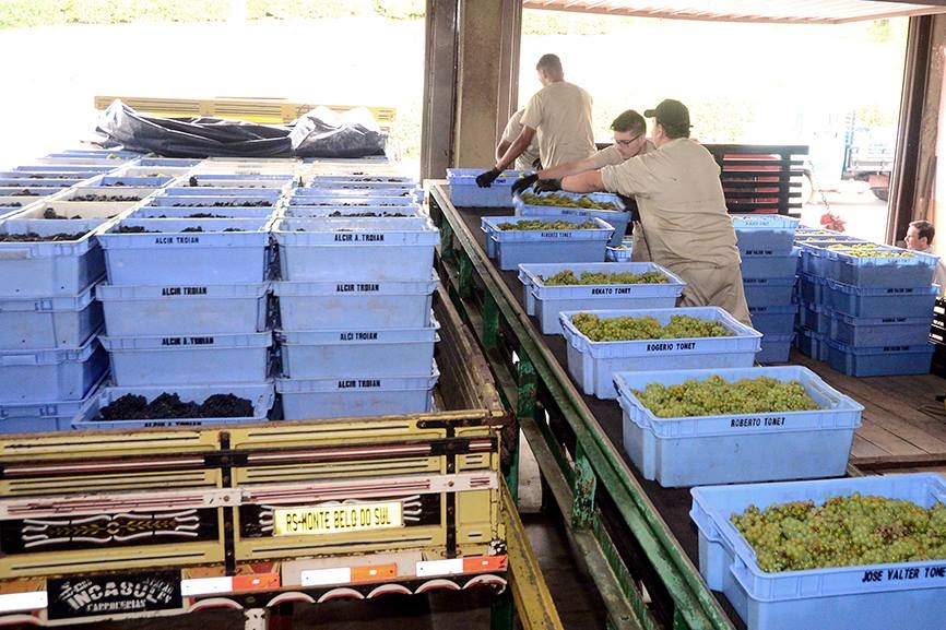 Primeira carga de uva da Safra 2018 é recebida em Garibaldi