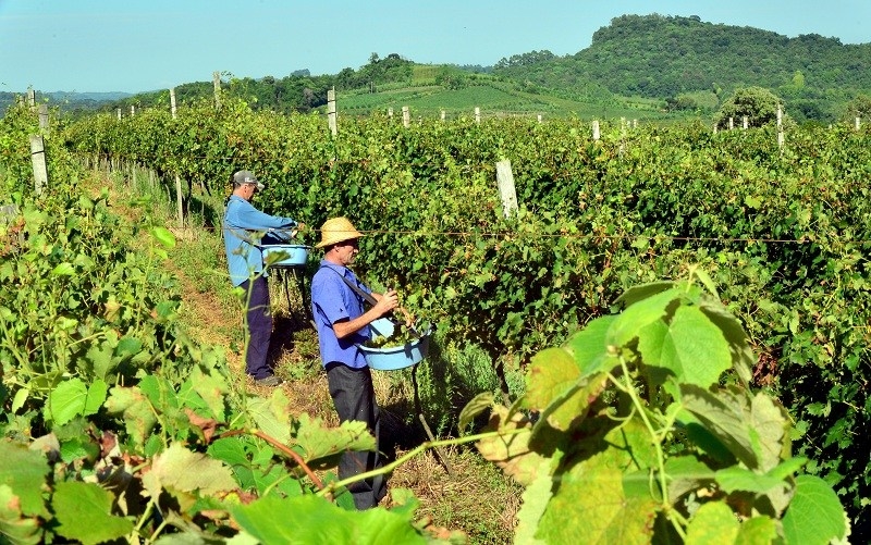 Vinícola Garibaldi encerra a Safra 2018 com 20 milhões de quilos recebidos